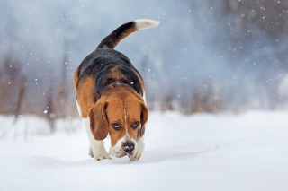 Illustration de l'article : 8 activités hivernales qui raviront votre chien tout en entretenant sa forme