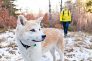 Illustration de l'article : 8 activités hivernales qui raviront votre chien tout en entretenant sa forme