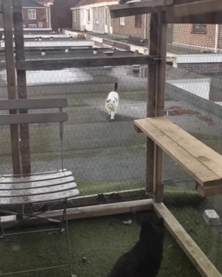 Illustration de l'article : Un chat errant se voit offrir un abri douillet, puis ses bienfaiteurs décident d'en faire plus pour lui