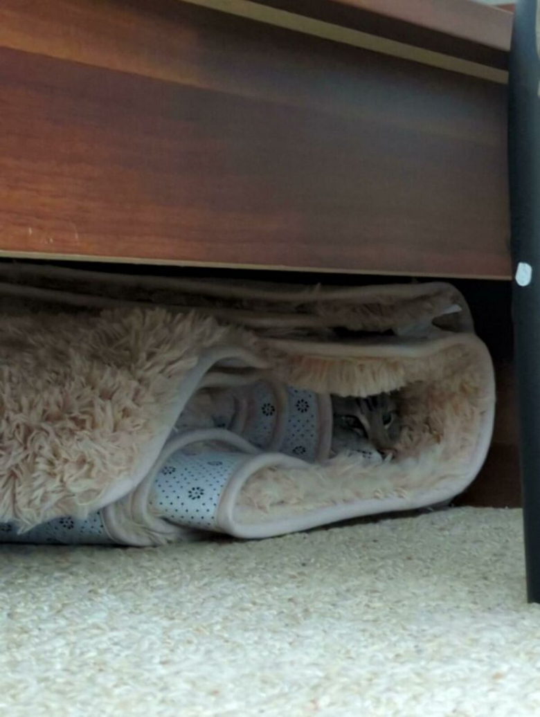 https://www.pets-dating.com/assets/ckeditor/2023/jan/actualities/1336/xl/62df9229ce53b_ciatn7xbr3491__700.jpg
