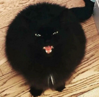 Illustration de l'article : 20 photos de chats incitant autant à les adorer qu'à se demander ce qui ne tourne pas rond chez eux