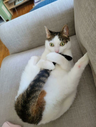 Illustration de l'article : 20 photos de chats incitant autant à les adorer qu'à se demander ce qui ne tourne pas rond chez eux