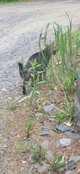 Illustration de l'article : 20 photos de chats incitant autant à les adorer qu'à se demander ce qui ne tourne pas rond chez eux