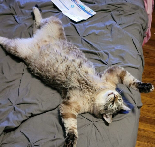 Illustration de l'article : 20 photos de chats incitant autant à les adorer qu'à se demander ce qui ne tourne pas rond chez eux