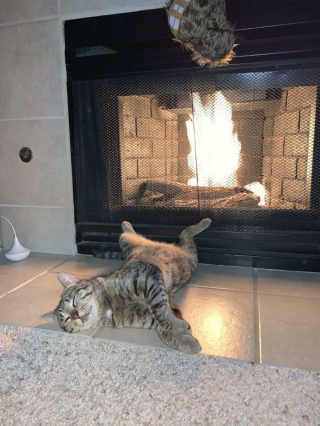 Illustration de l'article : 20 photos de chats incitant autant à les adorer qu'à se demander ce qui ne tourne pas rond chez eux