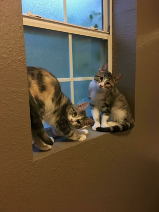 Illustration de l'article : 20 photos de chats incitant autant à les adorer qu'à se demander ce qui ne tourne pas rond chez eux