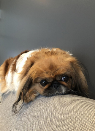 Illustration de l'article : 20 photos de joyeux Pékinois qui vous invitent à sourire à la vie