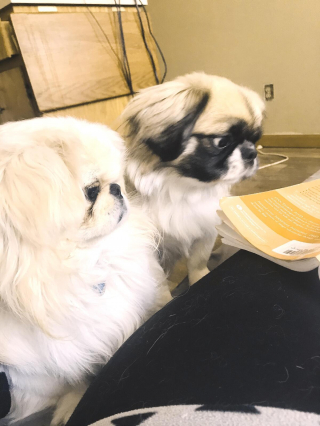 Illustration de l'article : 20 photos de joyeux Pékinois qui vous invitent à sourire à la vie