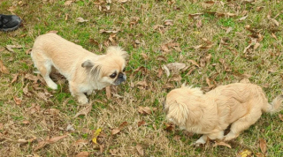 Illustration de l'article : 20 photos de joyeux Pékinois qui vous invitent à sourire à la vie