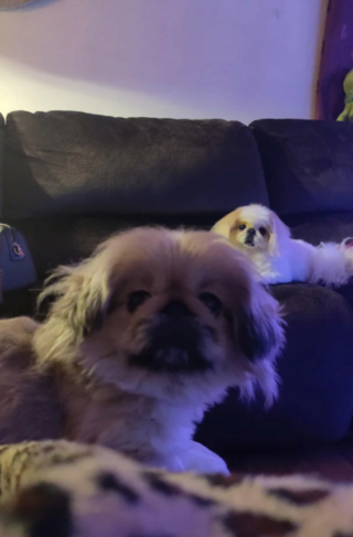 Illustration de l'article : 20 photos de joyeux Pékinois qui vous invitent à sourire à la vie