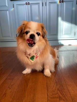 Illustration de l'article : 20 photos de joyeux Pékinois qui vous invitent à sourire à la vie