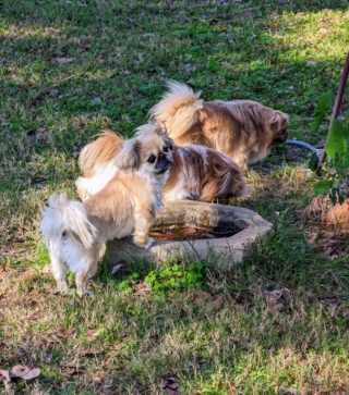 Illustration de l'article : 20 photos de joyeux Pékinois qui vous invitent à sourire à la vie