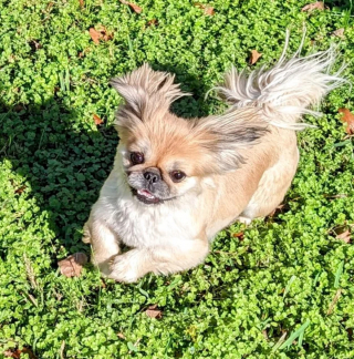 Illustration de l'article : 20 photos de joyeux Pékinois qui vous invitent à sourire à la vie