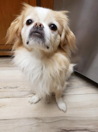 Illustration de l'article : 20 photos de joyeux Pékinois qui vous invitent à sourire à la vie