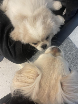 Illustration de l'article : 20 photos de joyeux Pékinois qui vous invitent à sourire à la vie