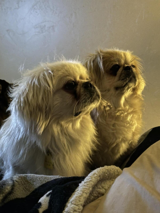 Illustration de l'article : 20 photos de joyeux Pékinois qui vous invitent à sourire à la vie