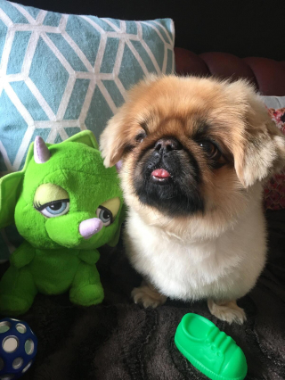 Illustration de l'article : 20 photos de joyeux Pékinois qui vous invitent à sourire à la vie