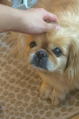 Illustration de l'article : 20 photos de joyeux Pékinois qui vous invitent à sourire à la vie