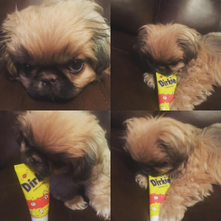 Illustration de l'article : 20 photos de joyeux Pékinois qui vous invitent à sourire à la vie