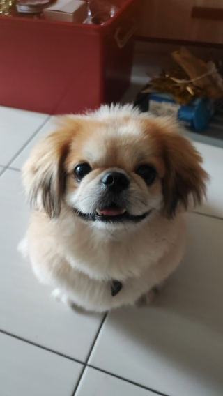 Illustration de l'article : 20 photos de joyeux Pékinois qui vous invitent à sourire à la vie