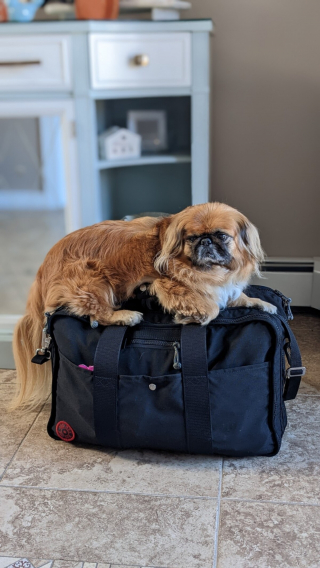 Illustration de l'article : 20 photos de joyeux Pékinois qui vous invitent à sourire à la vie