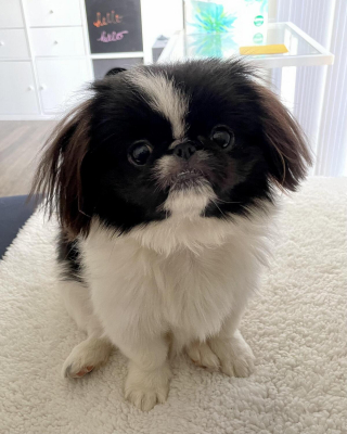 Illustration de l'article : 20 photos de joyeux Pékinois qui vous invitent à sourire à la vie