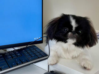 Illustration de l'article : 20 photos de joyeux Pékinois qui vous invitent à sourire à la vie