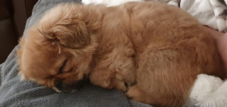 Illustration de l'article : 20 photos de joyeux Pékinois qui vous invitent à sourire à la vie