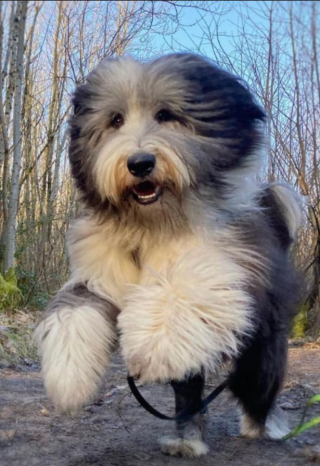 Illustration de l'article : Un homme souffrant de dépression sort la tête de l’eau grâce à l’amour de son chien