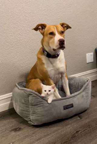 Illustration de l'article : Une chienne à l'amour maternel débordant se prend d'affection pour des chatons orphelins