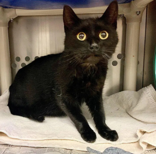 Illustration de l'article : Une chatte enceinte rompt avec l'errance au meilleur moment possible grâce à un duo de bénévoles