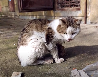 Illustration de l'article : Les vétérinaires pensaient qu’il était condamné, mais ce chat s’est battu pour sa vie