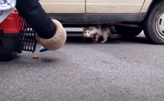 Illustration de l'article : Les vétérinaires pensaient qu’il était condamné, mais ce chat s’est battu pour sa vie