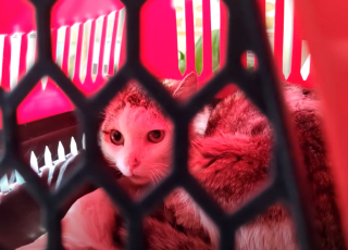 Illustration de l'article : Les vétérinaires pensaient qu’il était condamné, mais ce chat s’est battu pour sa vie