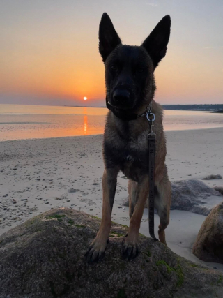 Illustration de l'article : Émeline et son Berger Belge Malinois ont retrouvé un homme coincé dans les rochers