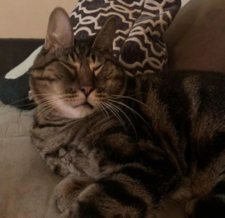 Illustration de l'article : A la recherche d'un chat à adopter au refuge, elle tombe sous le charme d'un félin au visage unique 