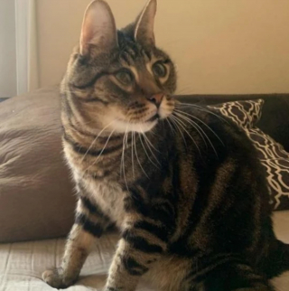 Illustration de l'article : A la recherche d'un chat à adopter au refuge, elle tombe sous le charme d'un félin au visage unique 