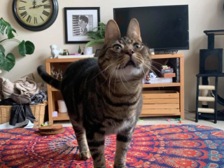 Illustration de l'article : A la recherche d'un chat à adopter au refuge, elle tombe sous le charme d'un félin au visage unique 