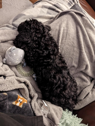 Illustration de l'article : 20 photos de Cockapoos irrésistibles avec leur robe bouclée et leur adorable frimousse