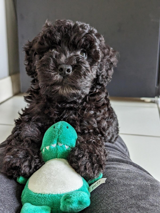 Illustration de l'article : 20 photos de Cockapoos irrésistibles avec leur robe bouclée et leur adorable frimousse