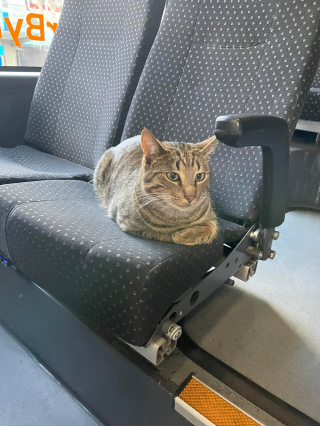 Illustration de l'article : Ce chat prend régulièrement le bus pour faire une sieste bercé par la route
