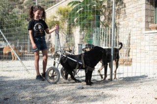Illustration de l'article : Une mère de famille en vacances rencontre un chien handicapé et décide de lui offrir la vie qu'il mérite