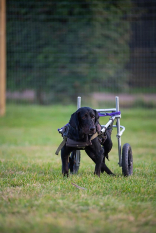 Illustration de l'article : Une mère de famille en vacances rencontre un chien handicapé et décide de lui offrir la vie qu'il mérite