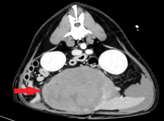 Illustration de l'article : Son chien ayant pris du poids, elle réduit ses rations avant de se rendre compte qu'il était en fait malade