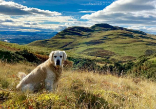 Illustration de l'article : Son chien ayant pris du poids, elle réduit ses rations avant de se rendre compte qu'il était en fait malade