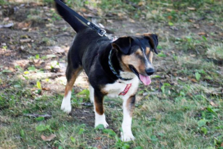 Illustration de l'article : Aveugle et victime de maltraitance pendant des années, un chien impressionne tous ceux qu'il rencontre par sa volonté