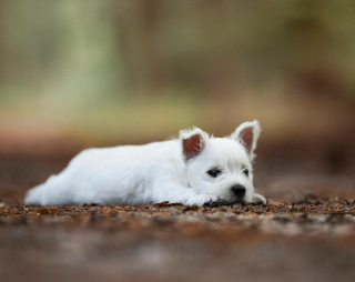 Illustration de l'article : 20 portraits de chiens photogéniques à souhait et réalisés dans de magnifiques décors naturels
