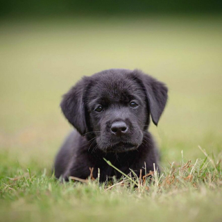 Illustration de l'article : 20 portraits de chiens photogéniques à souhait et réalisés dans de magnifiques décors naturels