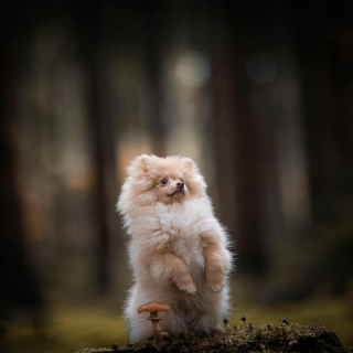 Illustration de l'article : 20 portraits de chiens photogéniques à souhait et réalisés dans de magnifiques décors naturels