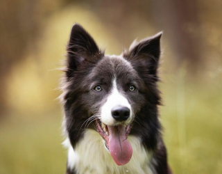 Illustration de l'article : 20 portraits de chiens photogéniques à souhait et réalisés dans de magnifiques décors naturels